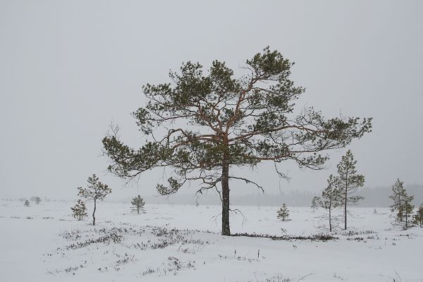 Klikkaamalla seuraava kuva