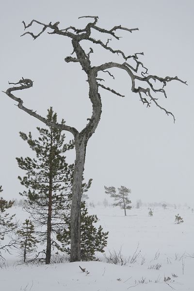 Klikkaamalla seuraava kuva