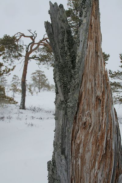 Klikkaamalla seuraava kuva