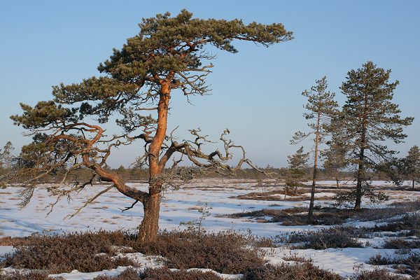 Klikkaamalla seuraava kuva