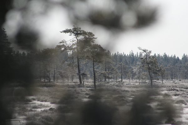 Klikkaamalla seuraava kuva