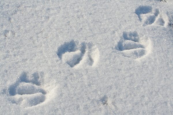 Klikkaamalla seuraava kuva